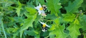 Enlarge photo 204