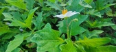 Enlarge photo 198