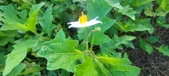 Enlarge photo 197