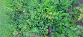 Enlarge photo 196