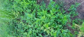 Enlarge photo 192