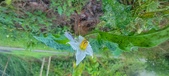 Enlarge photo 195
