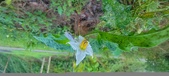 Enlarge photo 246