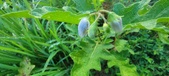 Enlarge photo 184
