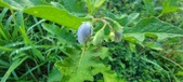 Enlarge photo 185