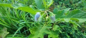 Enlarge photo 182