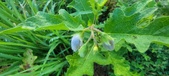 Enlarge photo 181