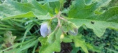Enlarge photo 179