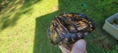 Enlarge photo 11
