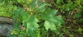 Enlarge photo 49