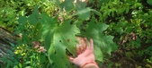 Enlarge photo 48