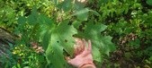 Enlarge photo 47