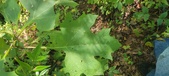 Enlarge photo 46