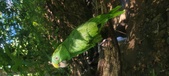 Enlarge photo 68