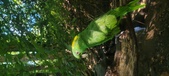 Enlarge photo 67