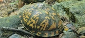 Enlarge photo 83