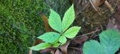 Enlarge photo 96