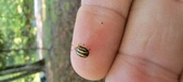 Enlarge photo 99