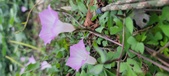 Enlarge photo 161