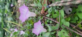 Enlarge photo 160