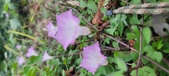 Enlarge photo 159
