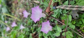 Enlarge photo 164