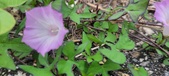 Enlarge photo 167