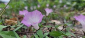 Enlarge photo 172