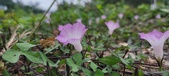 Enlarge photo 170