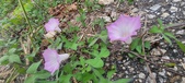 Enlarge photo 177