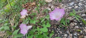 Enlarge photo 176