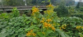 Enlarge photo 181