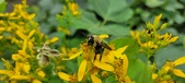 Enlarge photo 220
