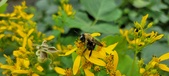 Enlarge photo 219