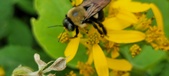 Enlarge photo 229
