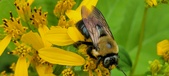 Enlarge photo 228