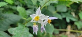 Enlarge photo 232