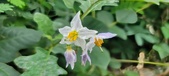 Enlarge photo 230