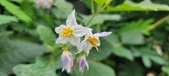 Enlarge photo 237