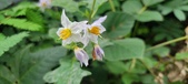 Enlarge photo 236