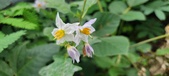 Enlarge photo 235