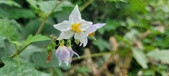 Enlarge photo 234