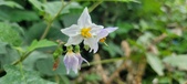 Enlarge photo 241