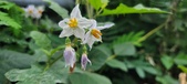 Enlarge photo 239