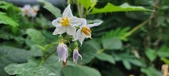 Enlarge photo 238