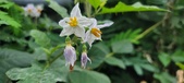 Enlarge photo 245