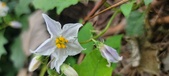 Enlarge photo 244