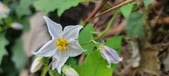 Enlarge photo 243