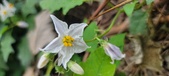 Enlarge photo 242
