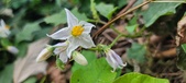 Enlarge photo 246